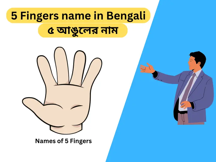 5 Fingers name in Bengali | Name of 5 Fingers | ৫ আঙুলের নাম